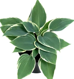 Best Herzblattlilie Mix (Hosta) D 17 H 30 cm Mehrjährige Pflanzen|Funkie