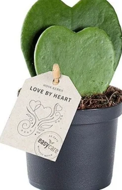 Herzblatt-Pflanze (Hoya kerrii) D 9 H 20 cm Kleine Zimmerpflanzen|Grünpflanzen