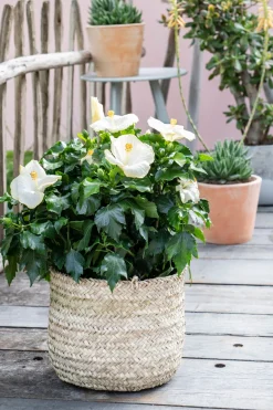 Hot Hibiskus (Hibiscus rosa sinensis) D 21 H 55 cm Hibiskus