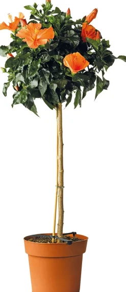 Online Hibiskus (Hibiscus rosa-sinensis 'Sunny') D 24 H 110 cm Blühende Pflanzen|Winterharte Pflanzen