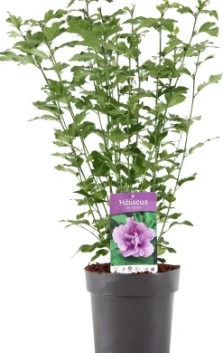 Best Hibiskus (Hibiscus syriacus 'Ardens') D 23 H 60 cm Blühende Pflanzen|Hibiskus