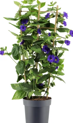 Hot Himmelsblume (Thunbergia battiscombei) D 23 H 100 cm Einjährige Pflanzen