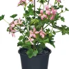 Hängegeranie (Pelargonium) D 10,5 cm Einjährige Pflanzen