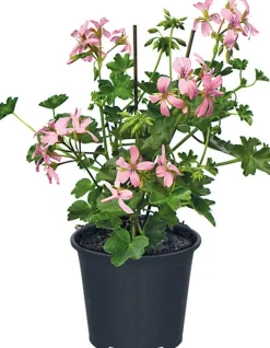 Hängegeranie (Pelargonium) D 10,5 cm Einjährige Pflanzen