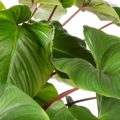 New Homalomena (Homalomena rubescens 'Maggy') D 34 H 120 cm Große Pflanzen|Grünpflanzen