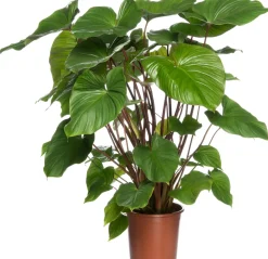 Sale Homalomena (Homalomena rubescens 'Maggy') D 24 H 80 cm Grünpflanzen