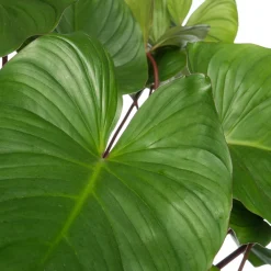 Sale Homalomena (Homalomena rubescens 'Maggy') D 24 H 80 cm Grünpflanzen