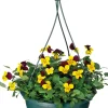 New Hornveilchen im Hängetopf (Viola cornuta) D 23 H 35 cm Einjährige Pflanzen|Stiefmütterchen & Hornveilchen