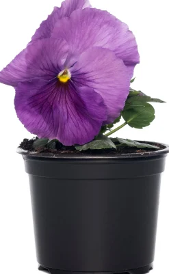 Discount Hornveilchen (Viola cornuta) D 9 cm Blühende Pflanzen|Einjährige Pflanzen