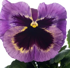 Discount Hornveilchen (Viola cornuta) D 9 cm Blühende Pflanzen|Einjährige Pflanzen