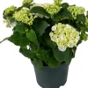 Clearance Hortensie (Hydrangea macrophylla ) weiß D 15 H 40 cm Blühende Zimmerpflanzen|Hortensien