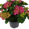 Hortensie (Hydrangea macrophylla ) rosa D 15 H 40 cm Blühende Zimmerpflanzen|Hortensien