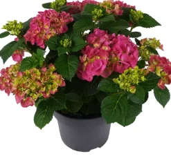 Hortensie (Hydrangea macrophylla ) rosa D 15 H 40 cm Blühende Zimmerpflanzen|Hortensien