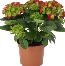 Outlet Hortensie (Hydrangea macrophylla) D 21 H 40 cm Hortensien|Blühende Pflanzen