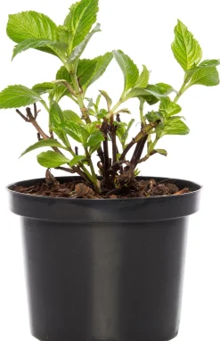 Clearance Hortensie (Hydrangea macrophylla) rot D 17 cm Hortensien|Winterharte Pflanzen