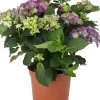 Hot Hortensie (Hydrangea macrophylla) lila D 21 H 40 cm Hortensien|Hortensien