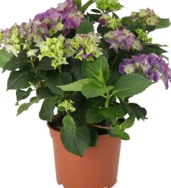 Hot Hortensie (Hydrangea macrophylla) lila D 21 H 40 cm Hortensien|Hortensien