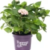 Hot Hortensie (Hydrangea macrophylla 'Forever & Ever') roze D 23 H 30 cm Hortensien|Hortensien