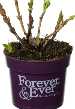 Hortensie (Hydrangea macrophylla 'Forever & Ever') D 17 H 30 cm Hortensien|Blühende Pflanzen