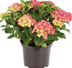 Outlet Hortensie (Hydrangea macrophylla) weiß D 17 cm Hortensien|Blühende Pflanzen