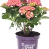 Hot Hortensie (Hydrangea macrophylla 'Forever & Ever') rood D 23 H 30 cm Hortensien|Hortensien