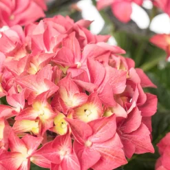Hot Hortensie (Hydrangea macrophylla 'Forever & Ever') rood D 23 H 30 cm Hortensien|Hortensien