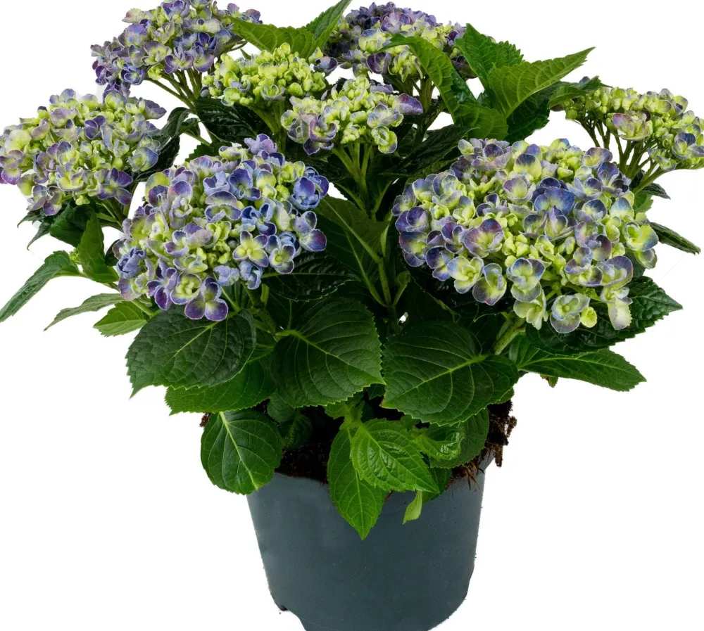 New Hortensie (Hydrangea macrophylla) Blau D 15 H 40 cm Blühende Zimmerpflanzen|Hortensien