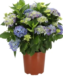 Sale Hortensie (Hydrangea macrophylla) blau D 21 H 40 cm Hortensien|Blühende Pflanzen