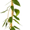 Discount Immergrünes Geißblatt (Lonicera henryi 'Copper Beauty') D 23 H 210 cm Kletterpflanzen|Winterharte Pflanzen