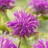 New Indianernessel (Monarda 'Marshall's Delight') Blühende Pflanzen|Mehrjährige Pflanzen