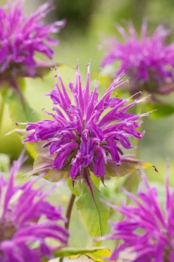 New Indianernessel (Monarda 'Marshall's Delight') Blühende Pflanzen|Mehrjährige Pflanzen