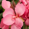 Online Indisches Blumenrohr (Canna) Blühende Pflanzen|Mehrjährige Pflanzen
