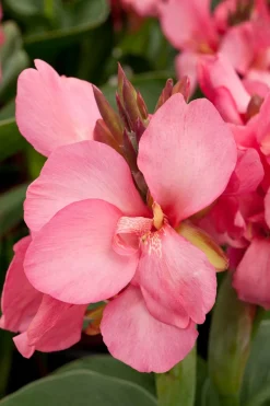 Online Indisches Blumenrohr (Canna) Blühende Pflanzen|Mehrjährige Pflanzen