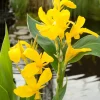 Discount Indisches Blumenrohr (Canna) Blühende Pflanzen|Mehrjährige Pflanzen