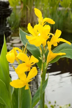 Discount Indisches Blumenrohr (Canna) Blühende Pflanzen|Mehrjährige Pflanzen