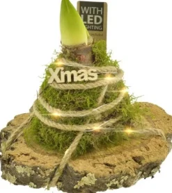 Arrangement Amaryllis (Hippeastrum) in Moos mit LED-Beleuchtung D 20 H 21 cm Kleine Zimmerpflanzen|Blühende Zimmerpflanzen