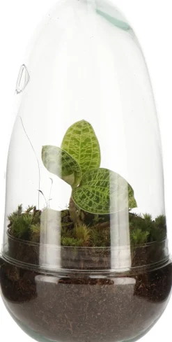 Online Arrangement Glasglocke mit Juwelorchidee D 14 H 10 cm Pflanzenarrangements|Kleine Zimmerpflanzen