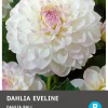 Best Balldahlie (Dahlia 'Bal eveline') Blumenzwiebel 1 St. Sommer-Blüher|Blumenzwiebeln