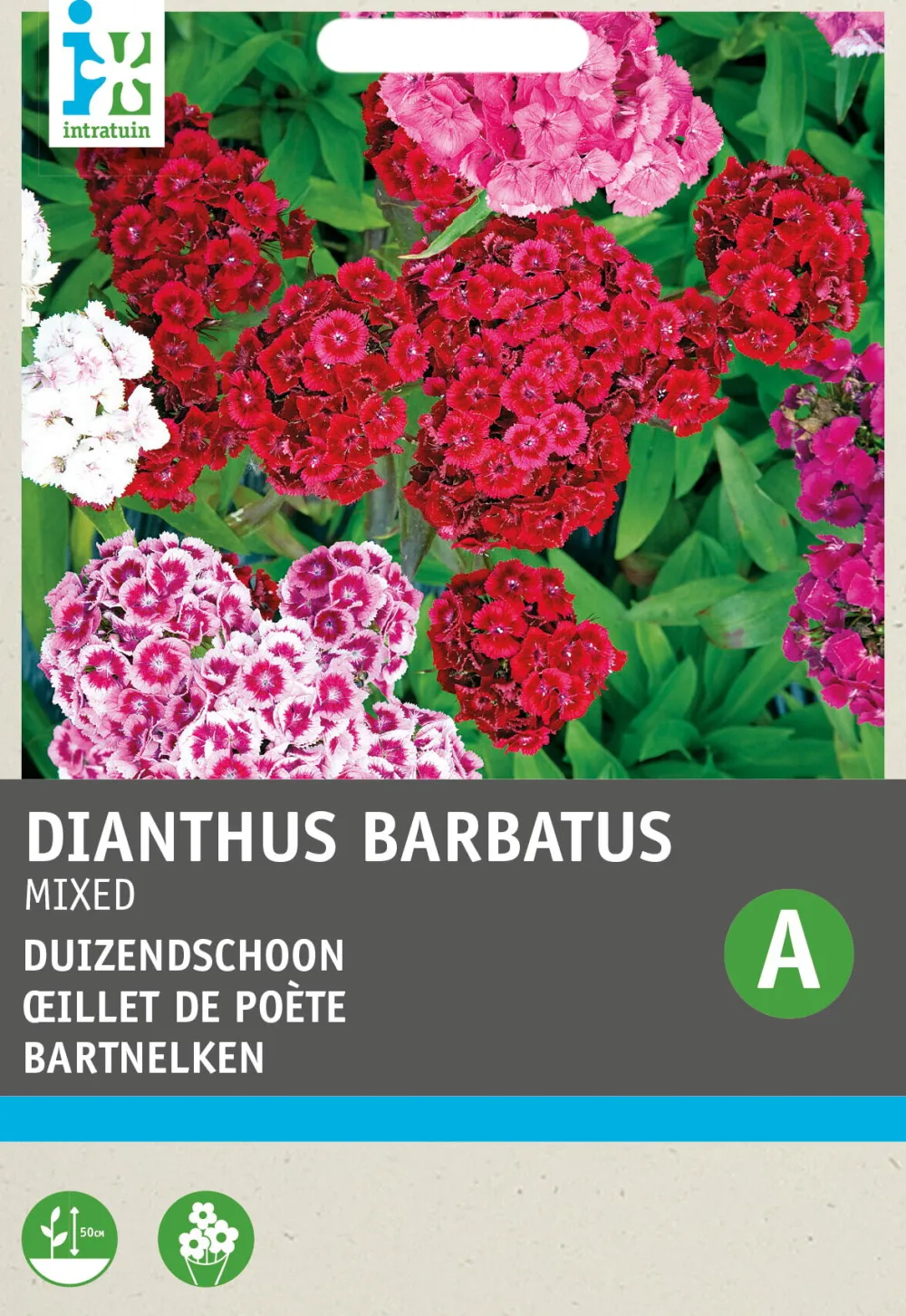 Best Bartnelke (Dianthus chinensis) Blumensamen-Mischung Saatgut|Blühende Pflanzen