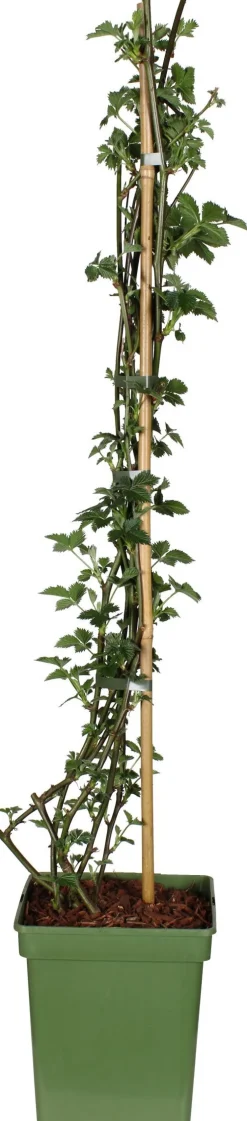 New Bio Brombeere (Rubus fruticosus 'Black Satin') H 100 cm Obstbäume & -Sträucher|Obstbäume & -Sträucher