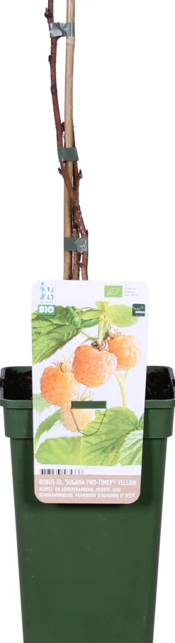 New Bio Gelbe Himbeere (Rubus idaeus 'Twotimer Sugana Yellow') H 45 cm Blühende Pflanzen|Obstbäume & -Sträucher