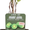 New Bio Kiwibeere (Actinidia arguta 'Issai') H 100 cm Blühende Pflanzen|Obstbäume & -Sträucher