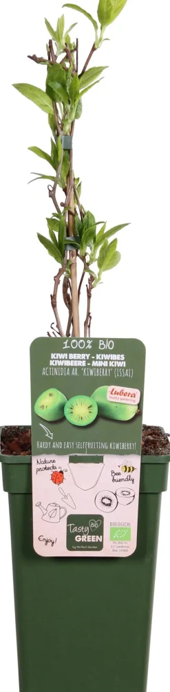 New Bio Kiwibeere (Actinidia arguta 'Issai') H 100 cm Blühende Pflanzen|Obstbäume & -Sträucher