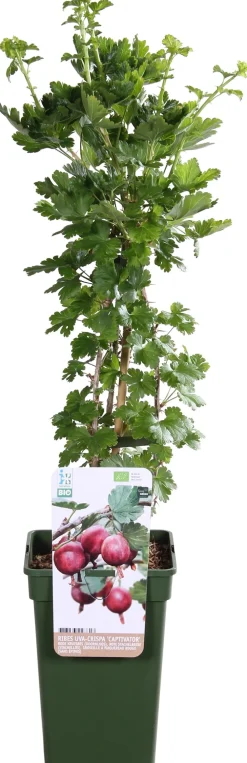 New Bio Stachelbeere (Ribes uva crispa 'Captivator') H 55 cm Blühende Pflanzen|Obstbäume & -Sträucher