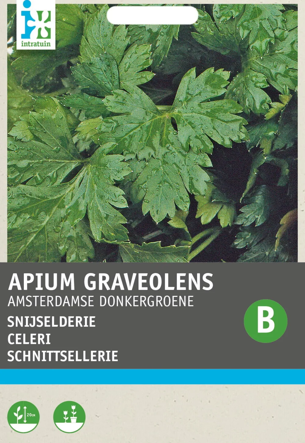 Sale Blattsellerie (Apium graveolens) Samen Kräutersamen|Saatgut