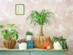 Online Blumentopf Helle creme D 19,5 H 15,5 cm Blumentöpfe & Pflanzgefäße|Blumentöpfe