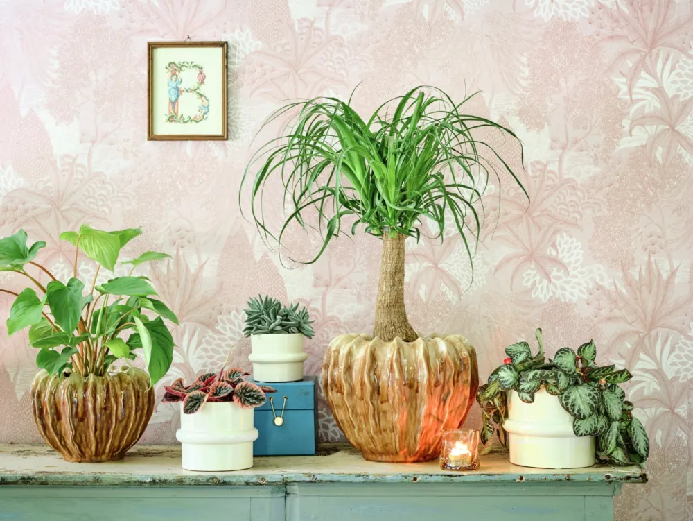 Online Blumentopf Helle creme D 19,5 H 15,5 cm Blumentöpfe & Pflanzgefäße|Blumentöpfe