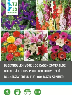 Best Blumenzwiebel-Mischung für 100 Tage Sommerblüten 60 St. Frühlings-Blüher|Blumenzwiebeln