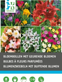 Sale Blumenzwiebel-Mischung mit duftenden Blumen 58 St. Frühlings-Blüher|Blumenzwiebeln
