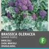 Sale Brokkoli (Brassica italicum 'Summer Purple') Samen Gemüsesamen|Saatgut